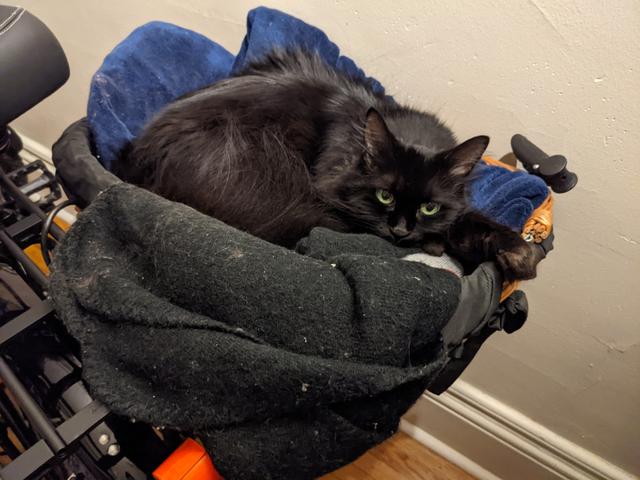 Taggy, a black cat, relaxing in a bicycle's basket that has been filled with blankets