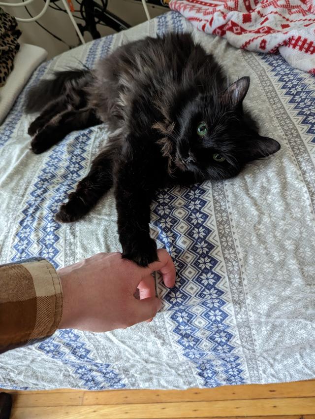 Taggy lying on a bed. She is extending her front, right paw to touch my hand, which is reaching toward her.