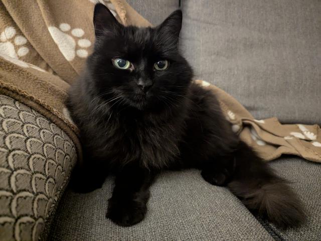 Kika, a black cat with medium-long hair and green eyes, sitting on a gray couch. A gray pillow can be seen next to her and a thin brown blanket with paw prints can be seen behind her.